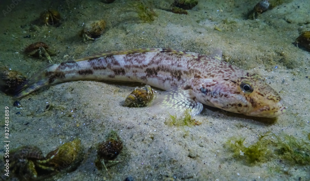 Sea fish Knout goby (Mesogobius batrachocephalus) lies on the bottom covered with seashells Sea fish Knout goby (Mesogobius batrachocephalus) lies on the bottom covered with seashells