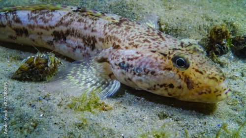 Sea fish Knout goby  Mesogobius batrachocephalus  lies on the bottom covered with seashells