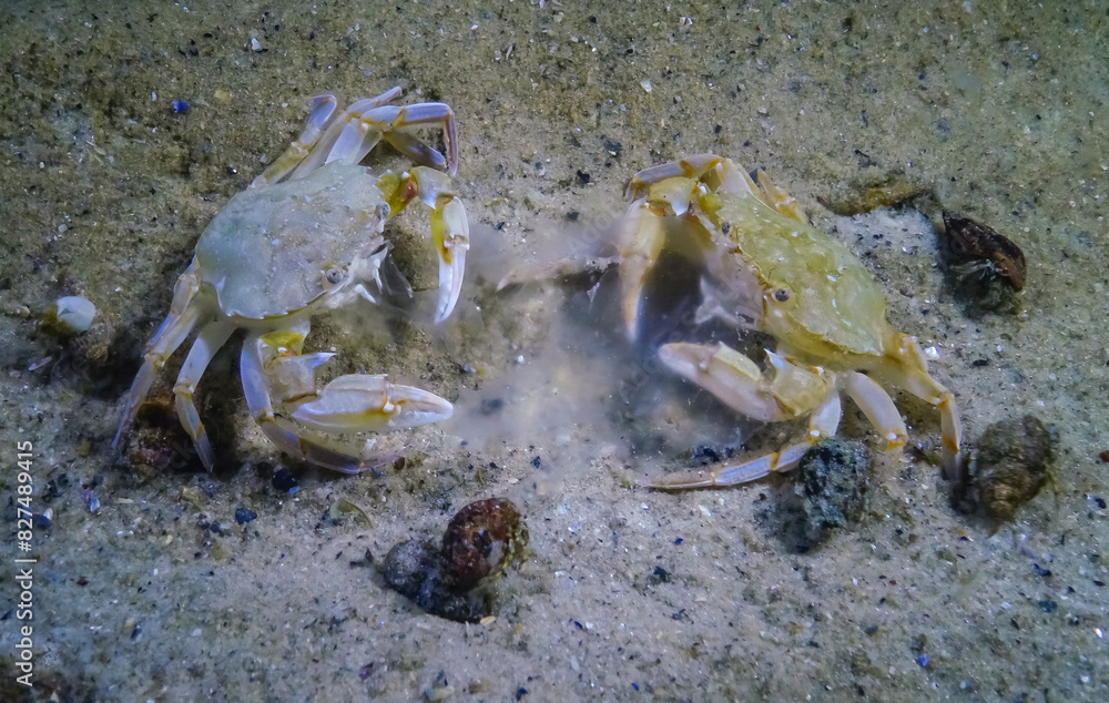 Liocarcinus holsatus, two crabs eat the jellyfish Aurelia on the sand in the Black Sea