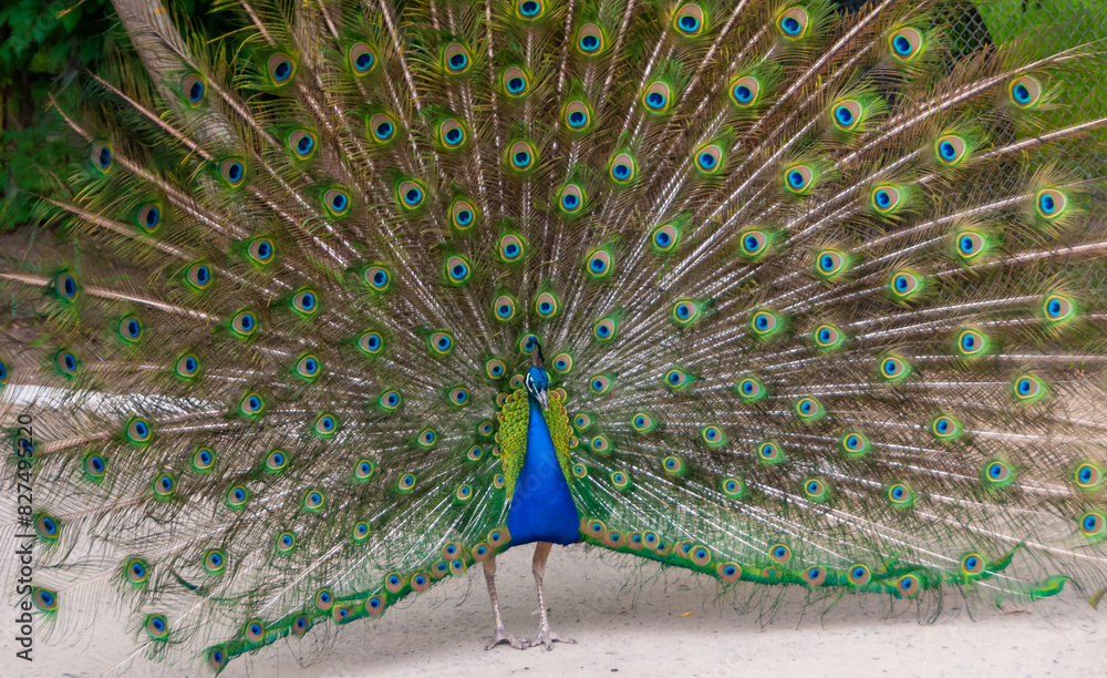 Obraz premium The Indian blue peafowl, Peacock (Pavo cristatus), male