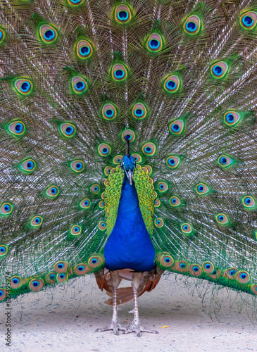 Foto The Indian blue peafowl, Peacock (Pavo cristatus), male