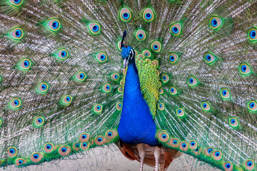 Obraz premium The Indian blue peafowl, Peacock (Pavo cristatus), male