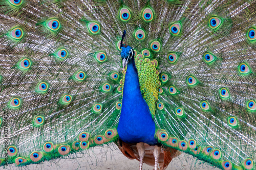 The Indian blue peafowl, Peacock (Pavo cristatus), male photo