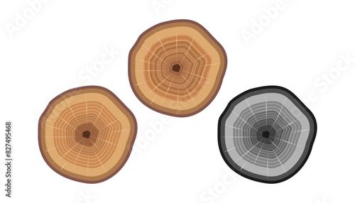 trunk slice cut from the woods. Cross section of a cut wood tree with wavy pattern cracks and rings. vector illustration isolated on white background.