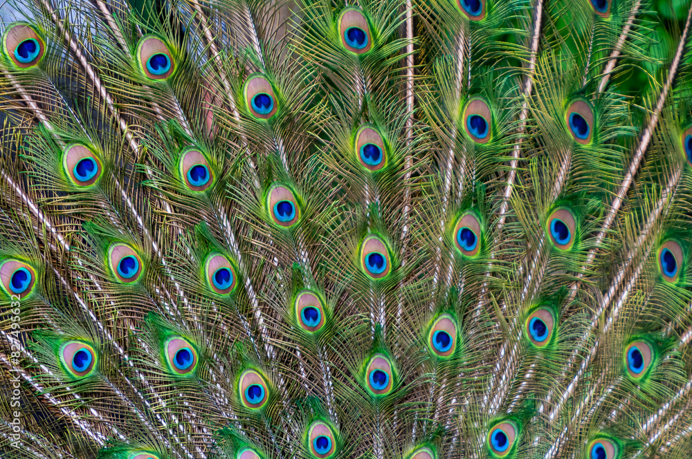 Obraz premium Close-up of feathers, male The Indian blue peafowl, Peacock (Pavo cristatus)