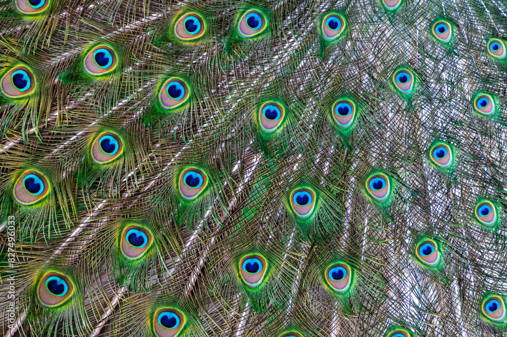 Obraz premium Close-up of feathers, male The Indian blue peafowl, Peacock (Pavo cristatus)