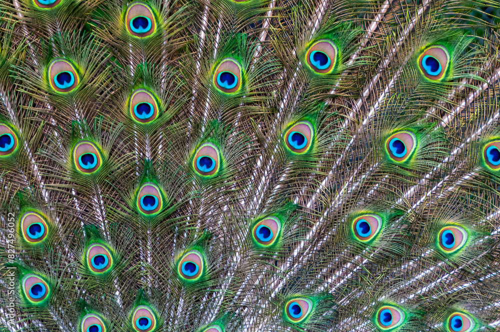 Obraz premium Close-up of feathers, male The Indian blue peafowl, Peacock (Pavo cristatus)