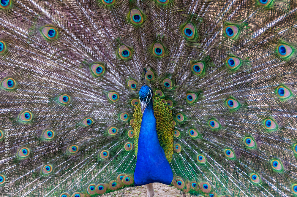 Naklejka premium Indian blue peafowl (Pavo cristatus), adult male with open tail