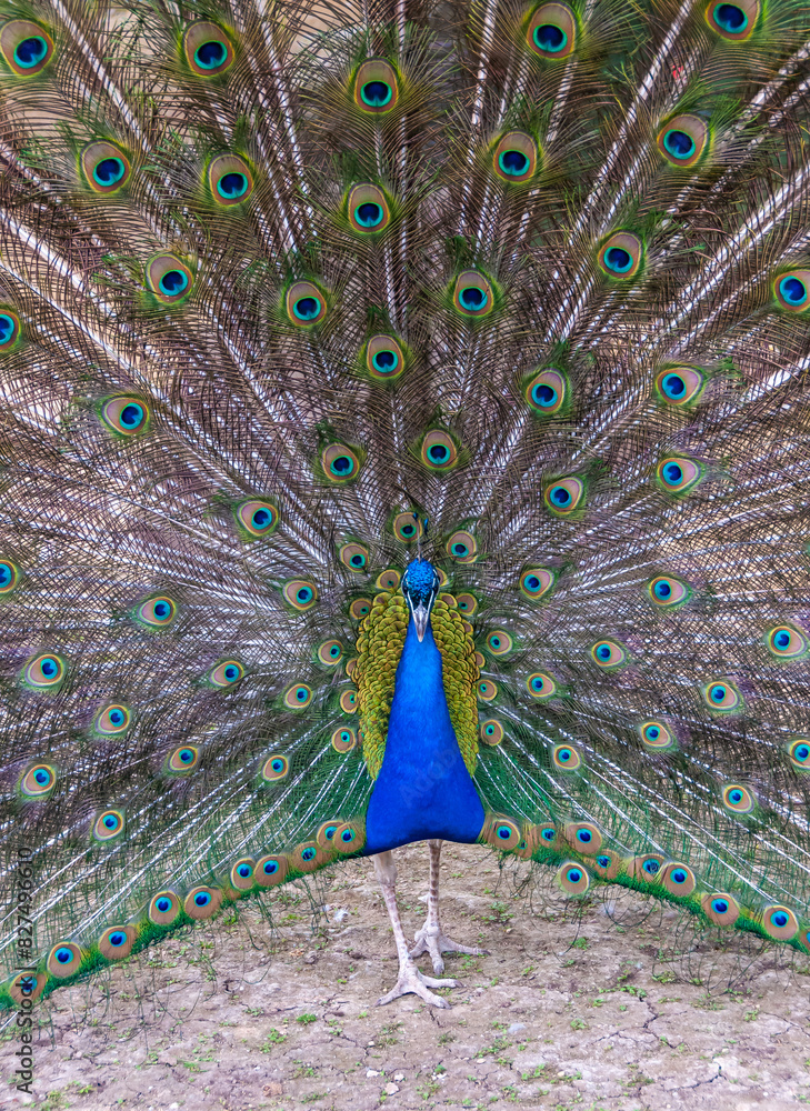 Fototapeta premium Indian blue peafowl (Pavo cristatus), adult male with open tail