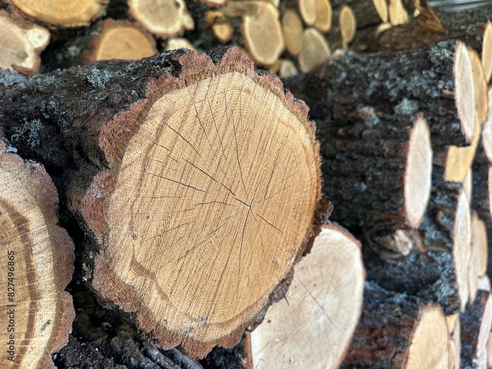 Wall of firewood, background of dry chopped firewood. Background texture - stacked firewood prepared for winter. Round timber in a stack, blanks from chopped tree trunks. Wall of firewood, background of dry chopped firewood. Background texture - stacked firewood prepared for winter. Round timber in a stack, blanks from chopped tree trunks.