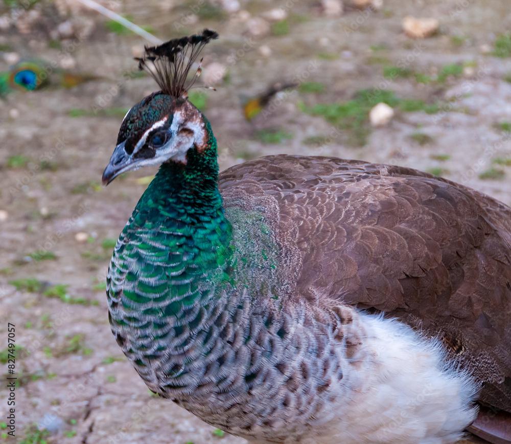 The Indian blue peafowl, Peacock (Pavo cristatus), Askania-Nova, Ukraine The Indian blue peafowl, Peacock (Pavo cristatus), Askania-Nova, Ukraine