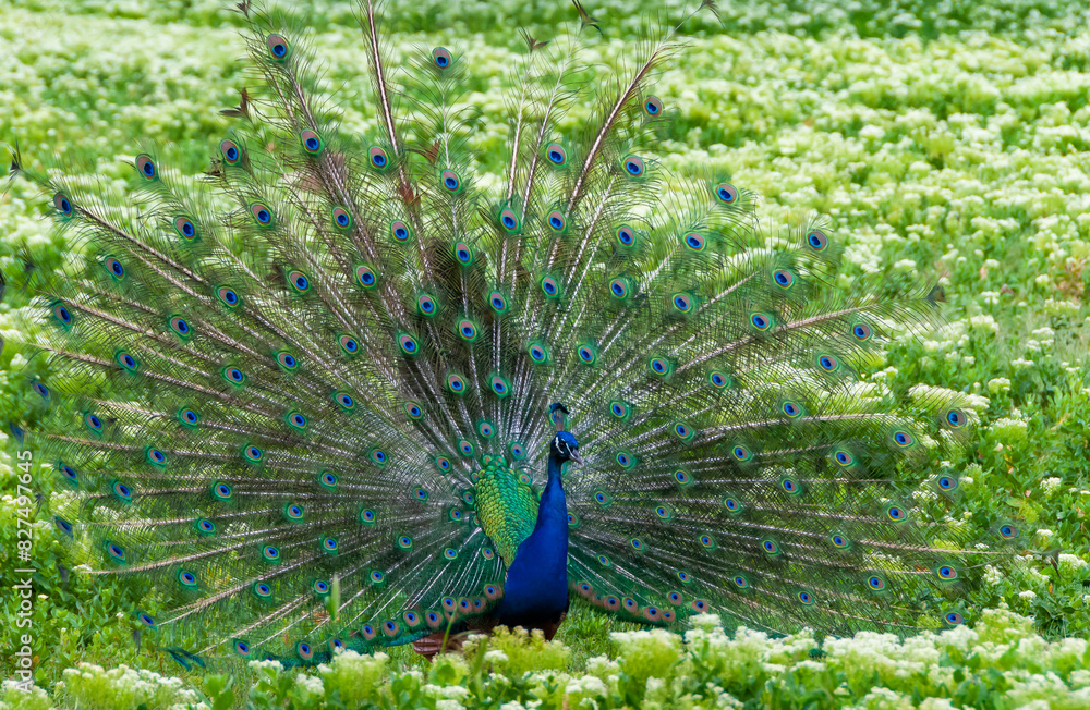 Obraz premium The Indian (or blue ) peafowl, peacock (Pavo cristatus), shows the females his open fluffy tail