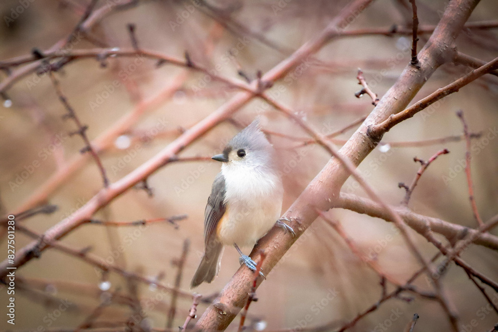 bird on a branch bird on a branch