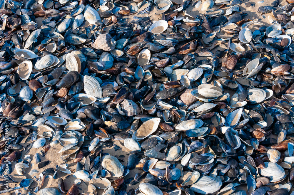 Shells of the clam Mya arenaria on the shore. Tiligul Liman, Odessa region Shells of the clam Mya arenaria on the shore. Tiligul Liman, Odessa region