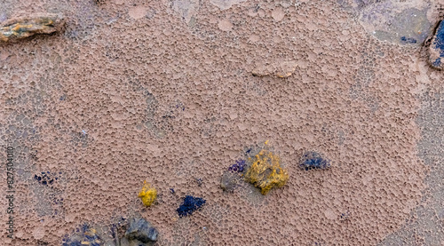 Artemia eggs thrown ashore in the Kuyalnitsky estuary, Odessa photo