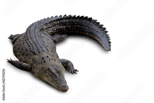 Crocodile, Cut Out, White Background, Large, Photography