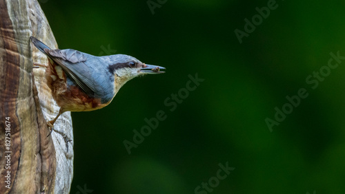 Eurasian Nuthatch perched on a tree trunk
