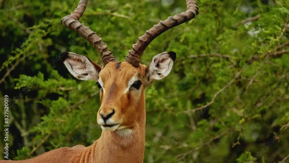 Portrait of african antelopes feeding in natural habitat in wilderness, Mountain Zebra National Park, South Africa. Kudu closeup portrait. Safari in Serengeti . Amazing shot of african mammal animals Portrait of african antelopes feeding in natural habitat in wilderness, Mountain Zebra National Park, South Africa. Kudu closeup portrait. Safari in Serengeti . Amazing shot of african mammal animals