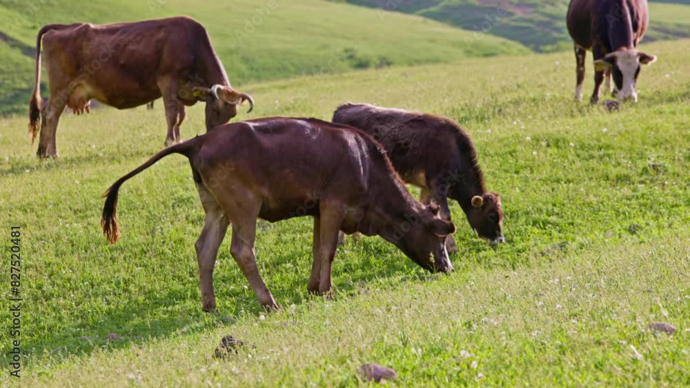 Brown cows grazing and urinating at summer pasture at sunny evening. Brown cows grazing and urinating at summer pasture at sunny evening.