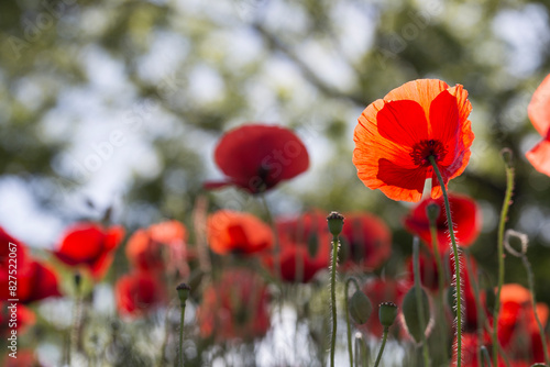 Red poppy blossoms with green blurry background. Horizontal Close up of a red poppy in backlight.. Beautiful poppy field  summer flowers.