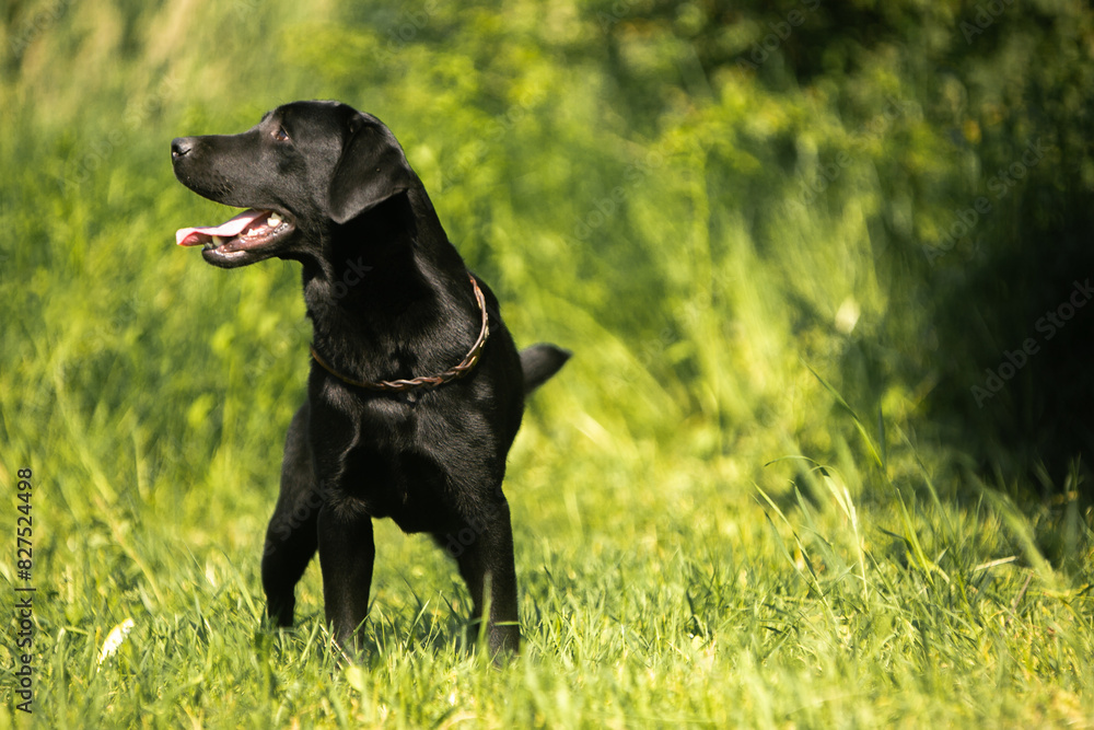 black labrador retriever dog black labrador retriever dog