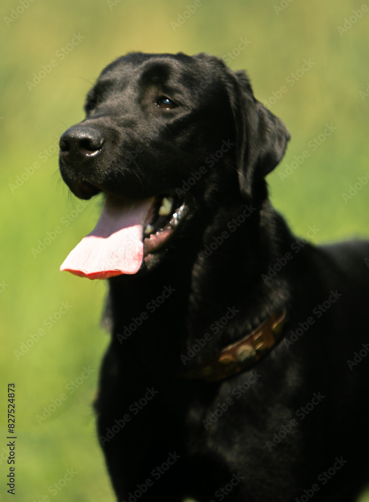 black labrador retriever dog black labrador retriever dog