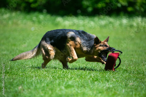 german shepherd dog running © Keit