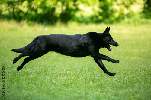 german shepherd dog on grass © Keit