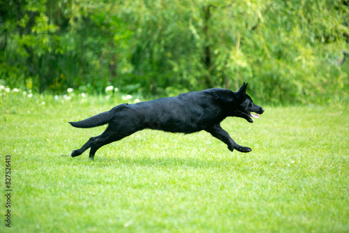 german shepherd dog on grass