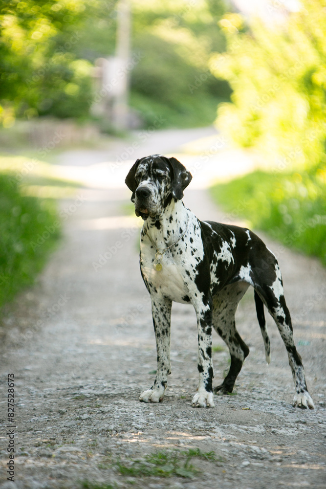 great dane dog