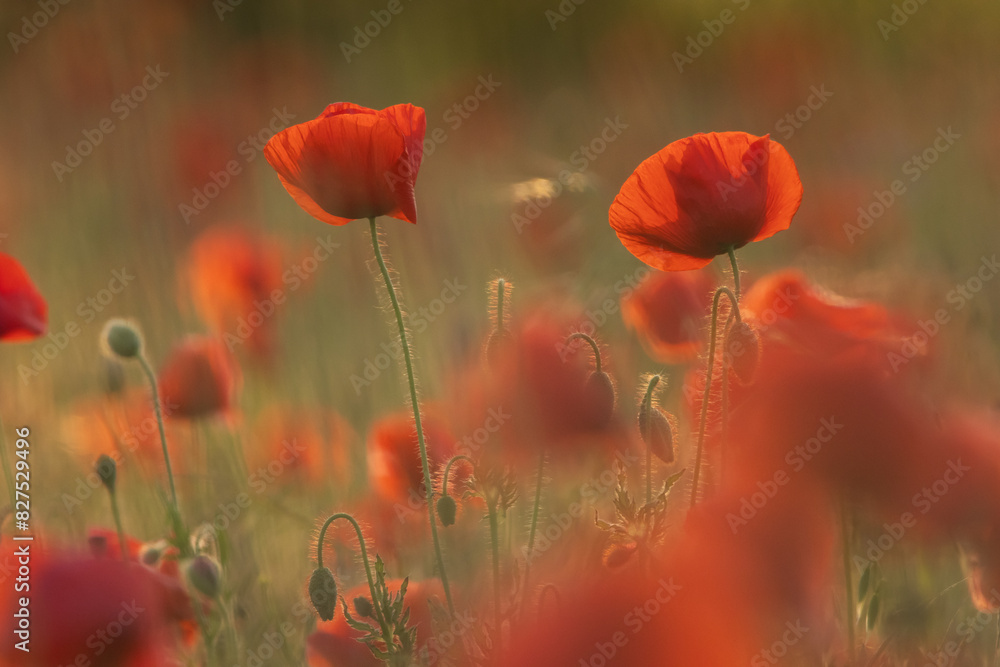 Fototapeta premium Mohnblumen in der Abendsonne