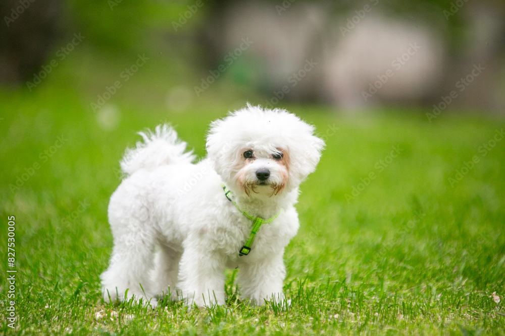 Bichon Frize dog in a green park Bichon Frize dog in a green park