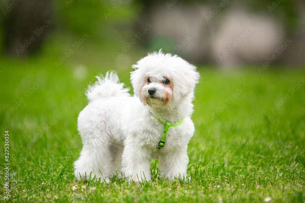 Bichon Frize dog in a green park