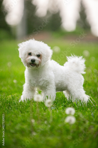 Bichon Frize dog in a green park