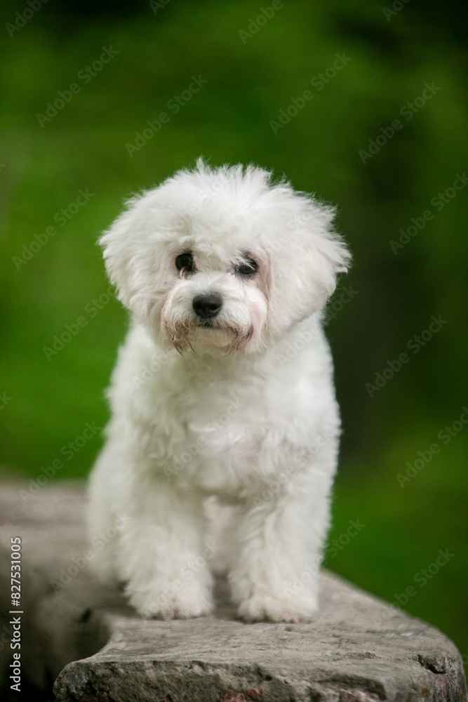 Bichon Frize dog in a green park