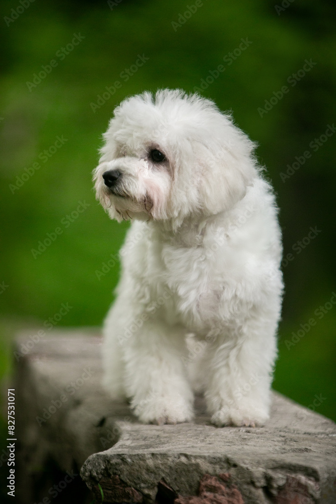 Bichon Frize dog in a green park Bichon Frize dog in a green park
