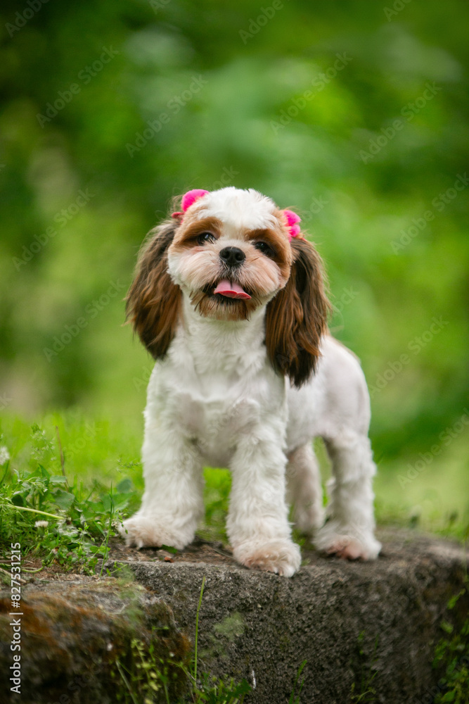 Shih Tsu dog in a green park Shih Tsu dog in a green park