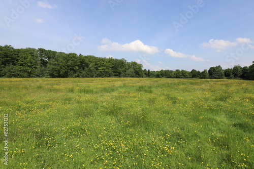 A vast field stretches out under a clear sky, its expanse dotted with the cheerful yellow of blooming buttercups. The wide view captures the vibrant meadow leading up to the edge of a forest.