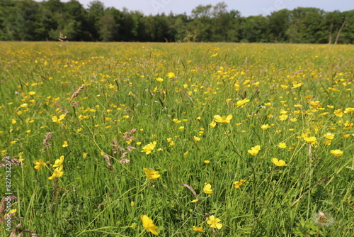 A vast field stretches out under a clear sky, its expanse dotted with the cheerful yellow of blooming buttercups. The wide view captures the vibrant meadow leading up to the edge of a forest.