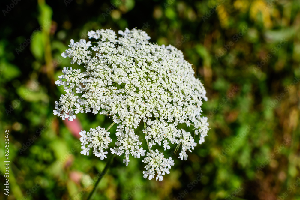 Many delicate white flowers of Anthriscus sylvestris wild perennial plant, commonly known as cow beaked parsley, wild chervil or keck in a forest, outdoor floral background. Many delicate white flowers of Anthriscus sylvestris wild perennial plant, commonly known as cow beaked parsley, wild chervil or keck in a forest, outdoor floral background.