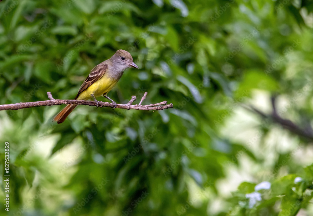 Perching Great Crested Flycatcher Perching Great Crested Flycatcher