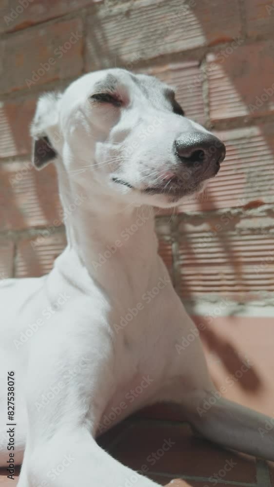 whippet dog captured in afternoon light in vertical