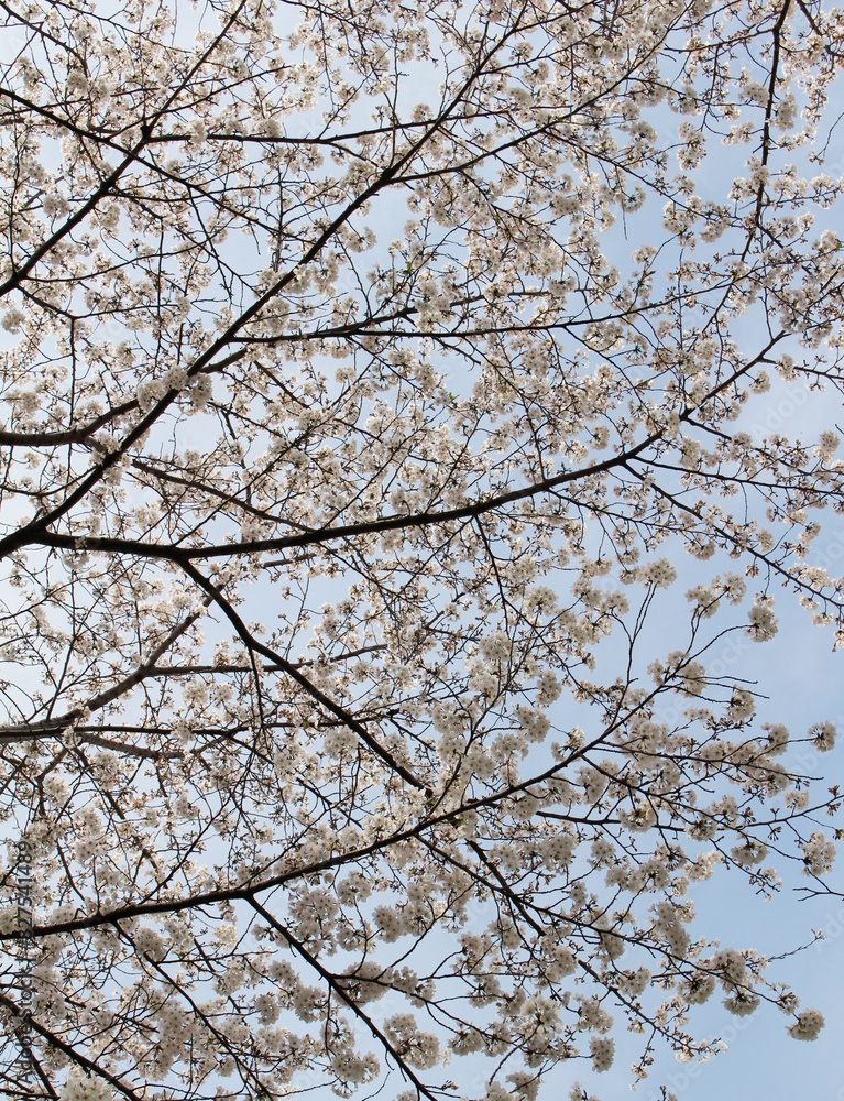 Cherry blossoms in full bloom against the blue sky background Cherry blossoms in full bloom against the blue sky background