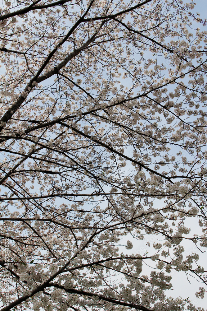 Cherry blossoms in full bloom against the blue sky background Cherry blossoms in full bloom against the blue sky background