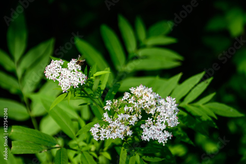 Many delicate small white flowers of Sambucus ebulus plant, known as danewort, dane weed, danesblood, dwarf elder, walewort, elderberry,elderwort or blood hilder, in a forest in a sunny summer day. photo