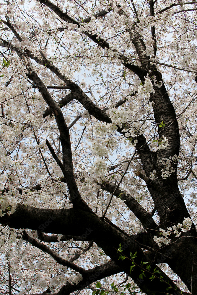 Multiple branches of a big cherry tree with blossoms in full bloom background Multiple branches of a big cherry tree with blossoms in full bloom background