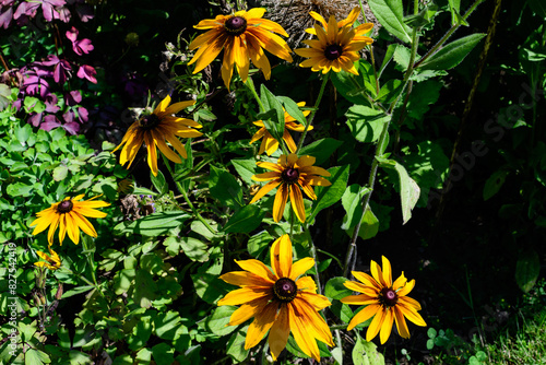 Group of bright yellow flowers of Rudbeckia  commonly known as coneflowers or black eyed susans  in a sunny summer garden  beautiful outdoor floral background photographed with soft focus.