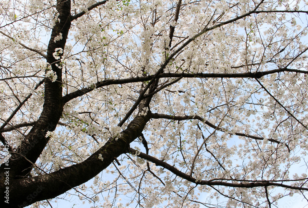 Cherry blossoms in full bloom against the blue sky background Cherry blossoms in full bloom against the blue sky background