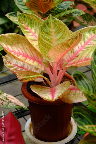 aglaonema suksom jaipong is a plant resulting from a cross or Cochin hybrid from Thailand with the parent Aglonema Cochin chinense. photo