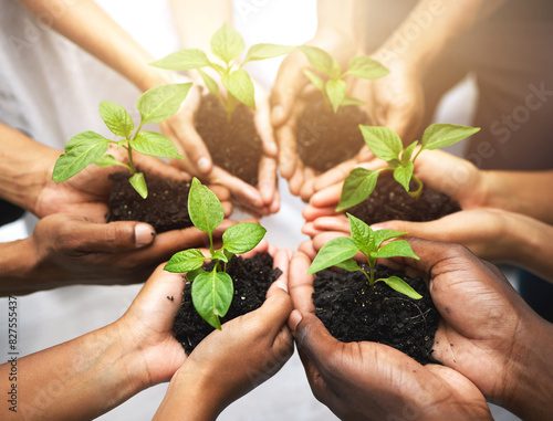 Group, hands and circle with plants for earth day or environment, sustainability and ecology for planet. Team, people or herbs in soil for accountability in nature, cooperation for carbon footprint photo